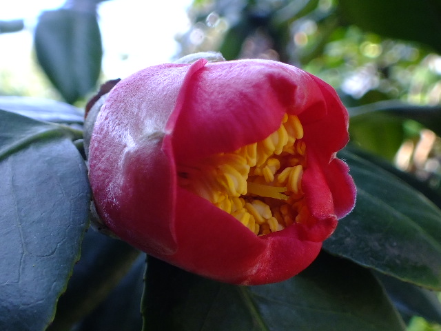 e0145782_1423385.jpg