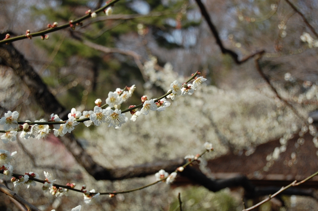 b0054391_12545519.jpg