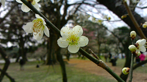 a0079292_17522095.jpg