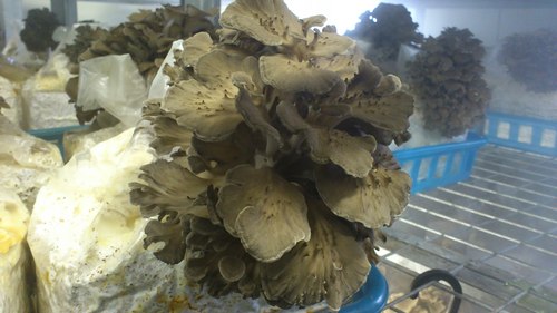 f0121909_1424188.jpg