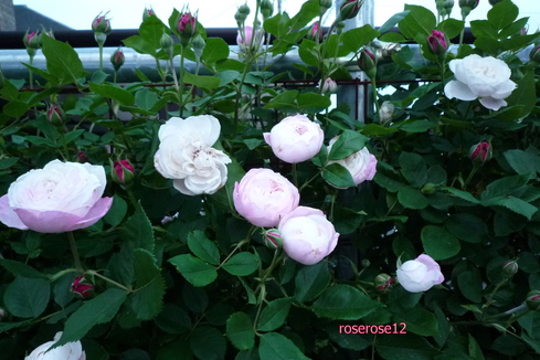 a0249051_8335661.jpg