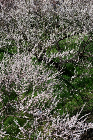 e0045768_2146719.jpg