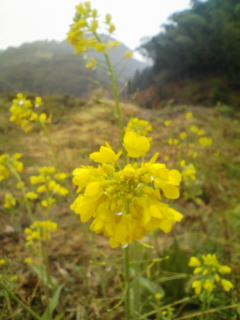 a0196286_22562384.jpg