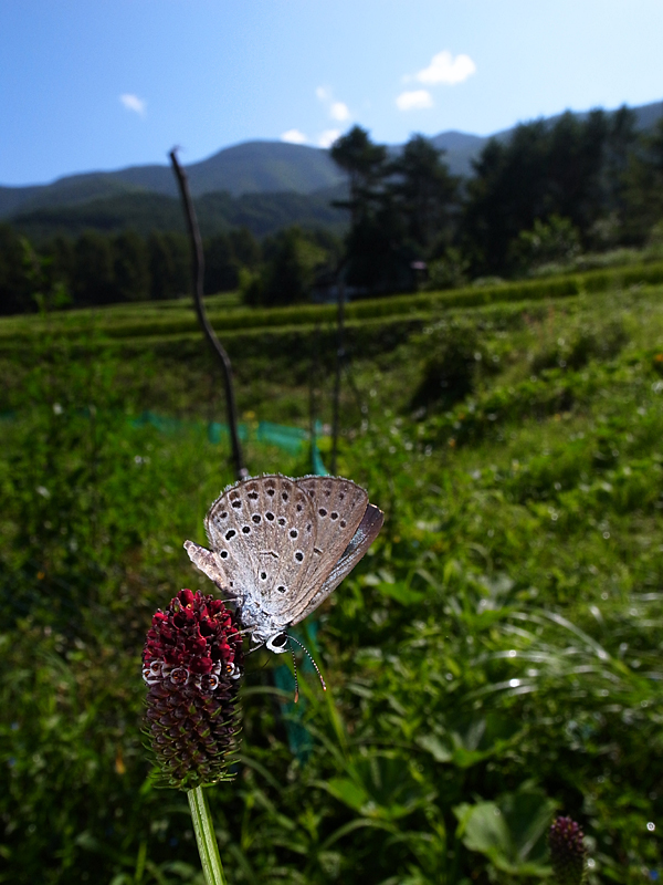 d0054625_07559.jpg
