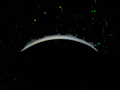 e0005548_049022.gif