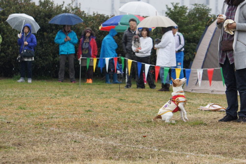 d0146153_1564763.jpg