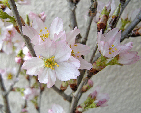 a0001354_20127100.gif