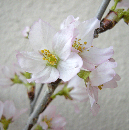 a0001354_20285383.gif