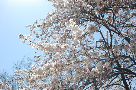 f0131491_1695493.jpg