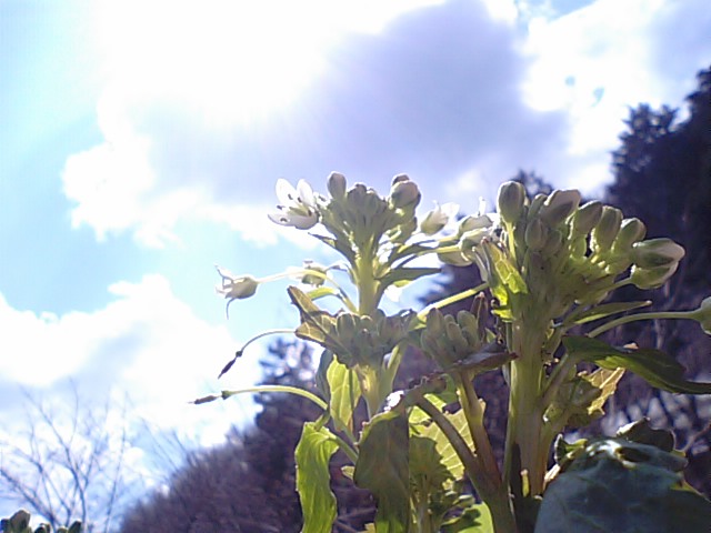f0231709_1216795.jpg