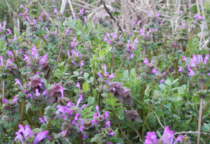 f0214649_66432.jpg