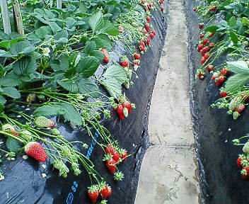 c0014187_1332888.jpg