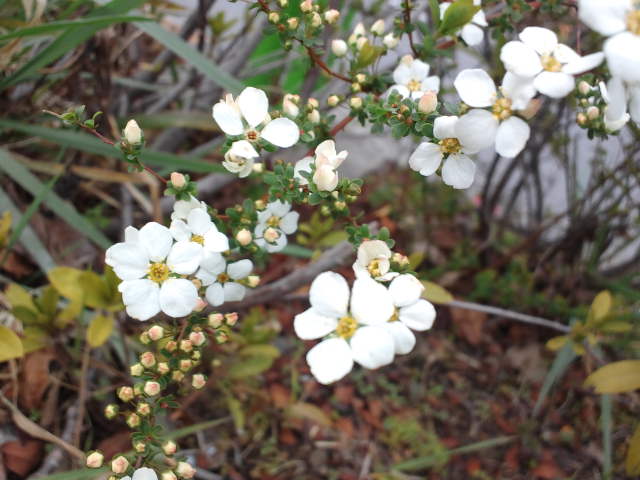 f0077595_13514493.jpg