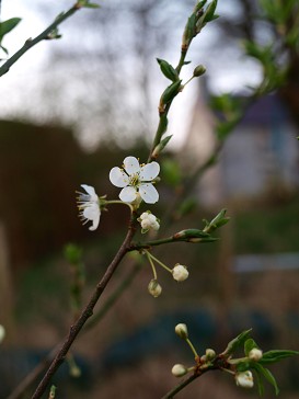 b0110999_5245389.jpg