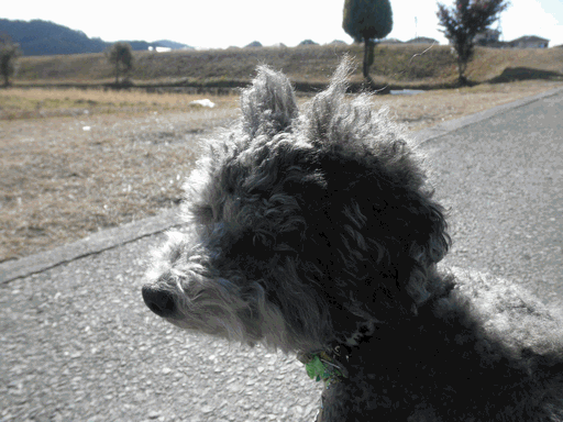 c0136736_21132283.gif