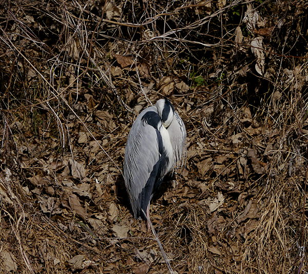 d0091754_2318417.jpg