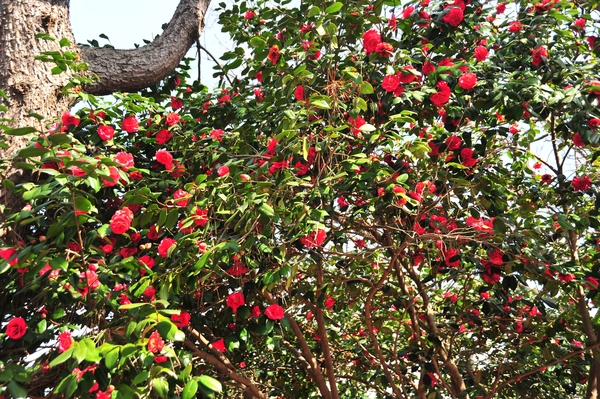 e0020166_8471483.jpg