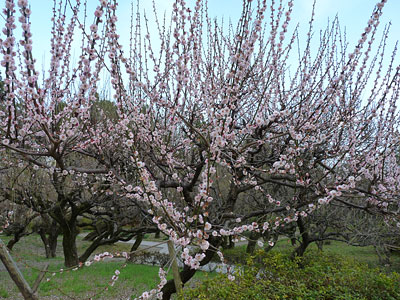 c0152779_25668.jpg