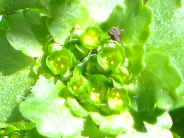 e0145782_20385016.jpg
