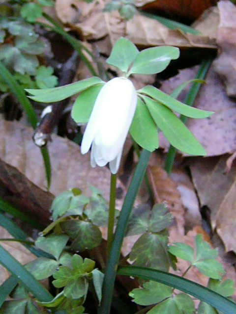 e0145782_20413733.jpg