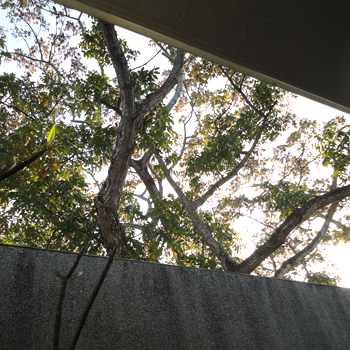 e0112226_1549024.jpg