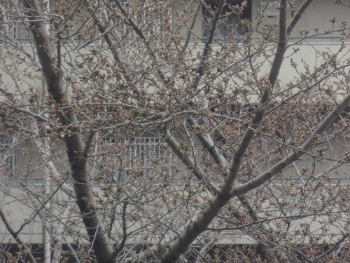 c0000827_1941635.jpg