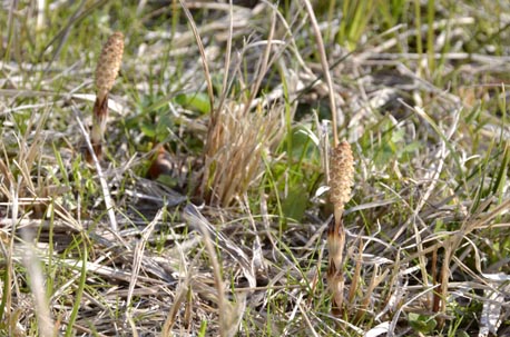 a0100742_836071.jpg