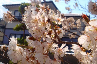 b0200747_20244318.jpg