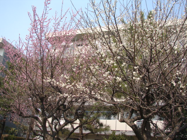 b0061261_22294262.jpg