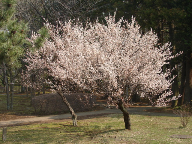 b0061261_22311457.jpg