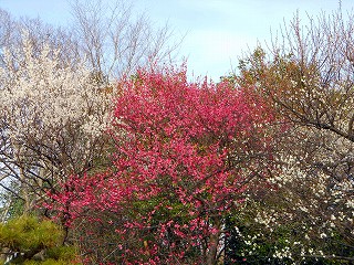 e0121589_1784929.jpg