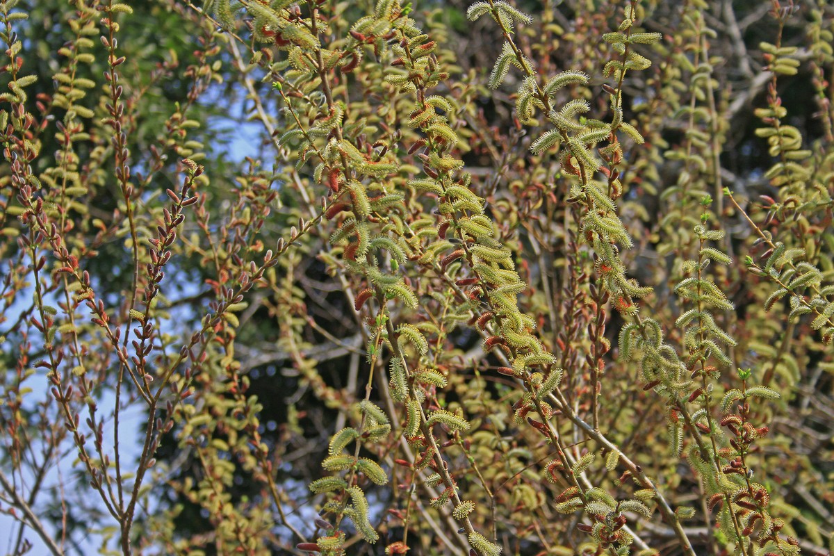 c0104227_945512.jpg
