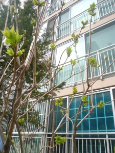 b0132630_175119.jpg