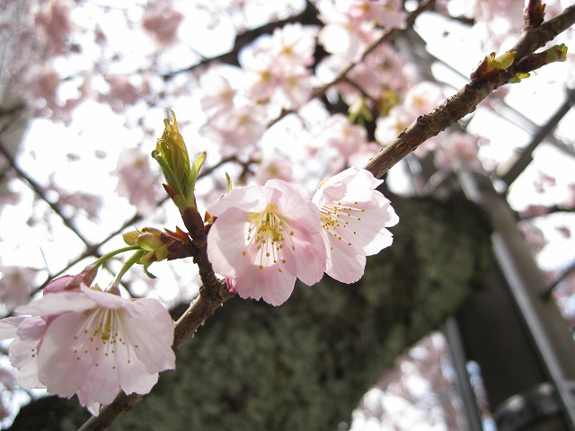 d0090001_21235738.jpg