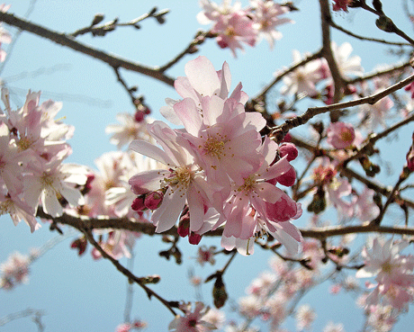 a0001354_2259641.gif