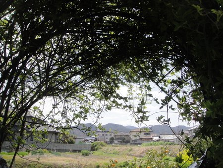 c0108460_16563.jpg