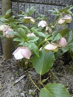 a0243983_22584446.jpg
