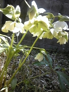 a0243983_22584454.jpg