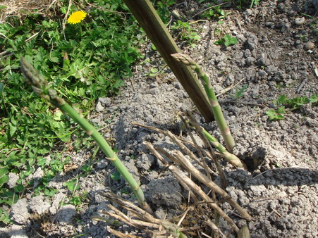 a0247585_7402273.jpg