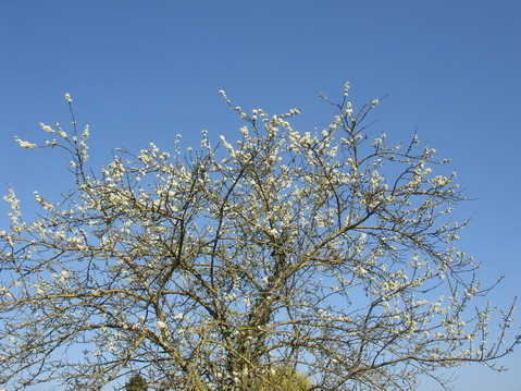 a0247585_7423561.jpg