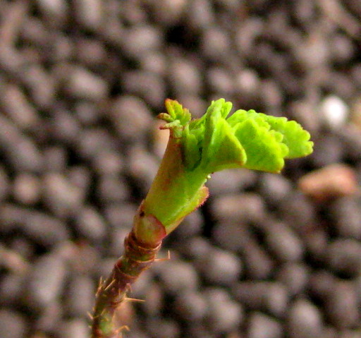 f0236201_10303356.jpg