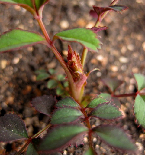 f0236201_1033093.jpg