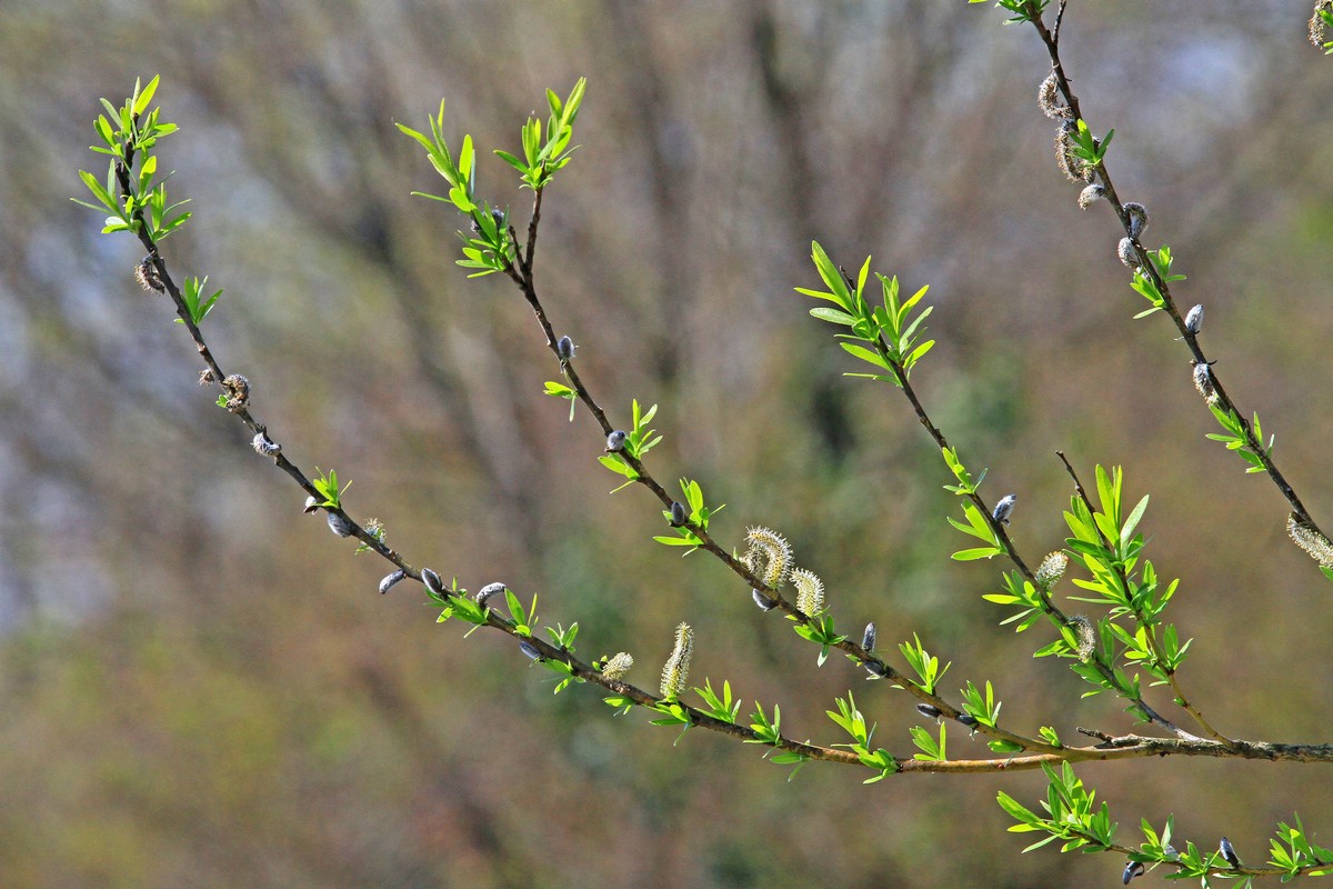 c0104227_8453846.jpg