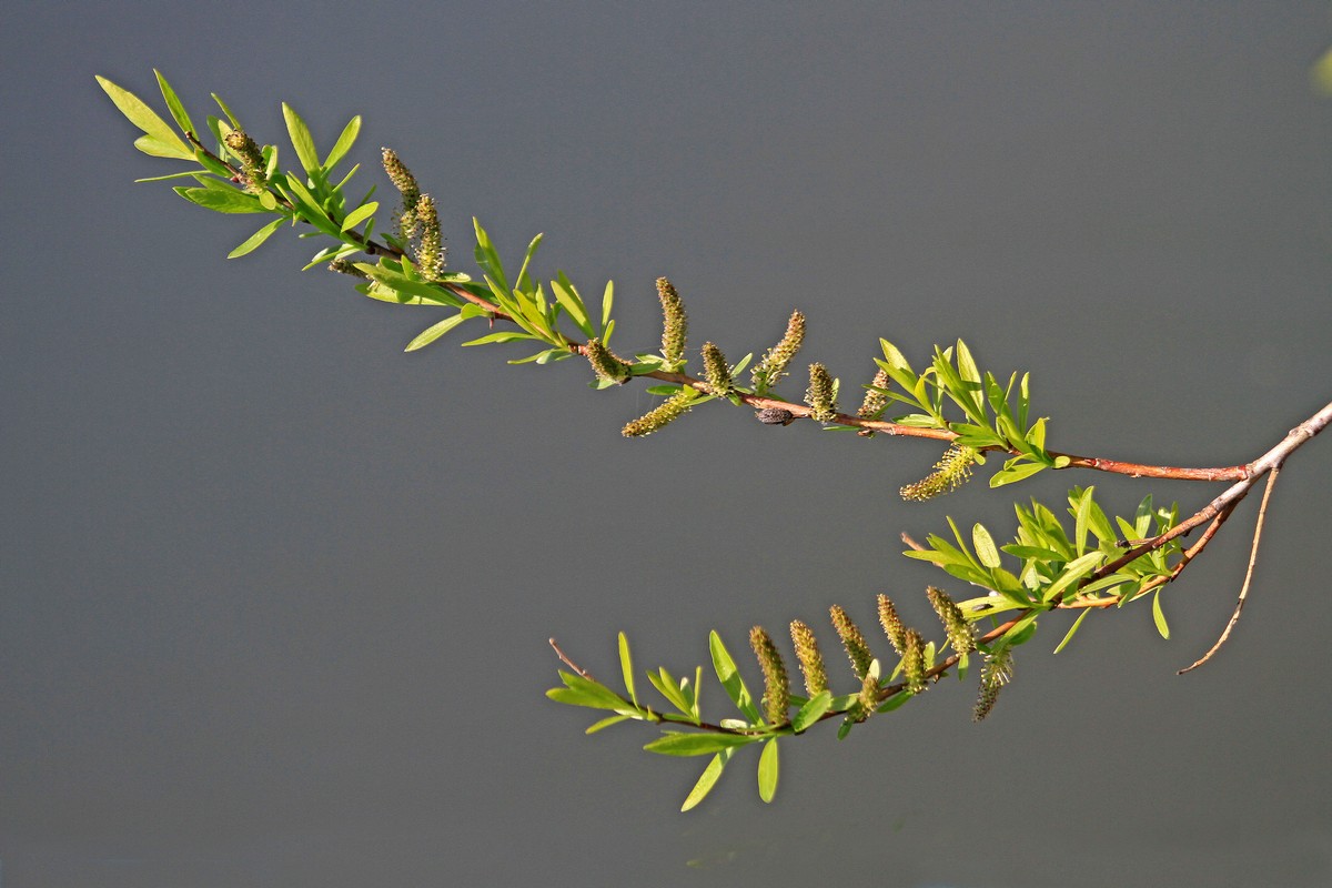 c0104227_9592787.jpg
