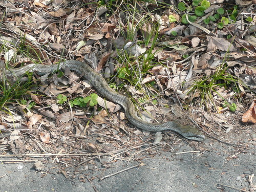 c0009528_2354428.jpg