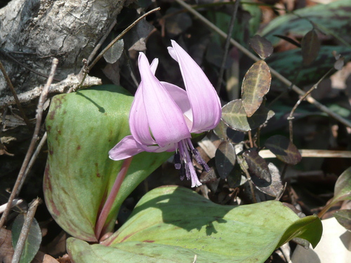 c0009528_2362659.jpg
