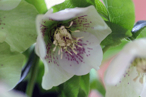 d0140329_151398.gif