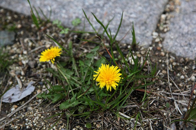 a0242438_959714.jpg