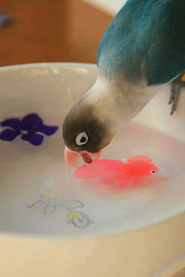 c0145250_226995.gif