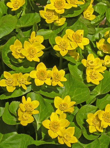 a0001354_16565786.gif